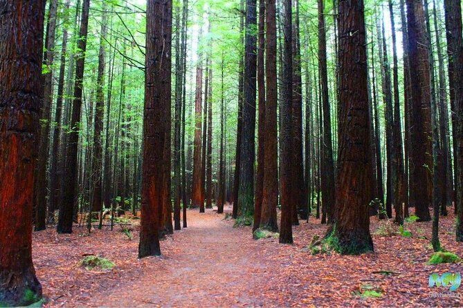 Redwood Forest , Blue Springs & Huka Falls Day Tour from Auckland - Blue Springs walk: the short route to cobalt water