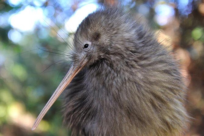 Rotorua and Waitomo Caves Day Trip from Auckland -Smaller Groups - Te Puia and Maori Arts: where Rotorua fits into your schedule