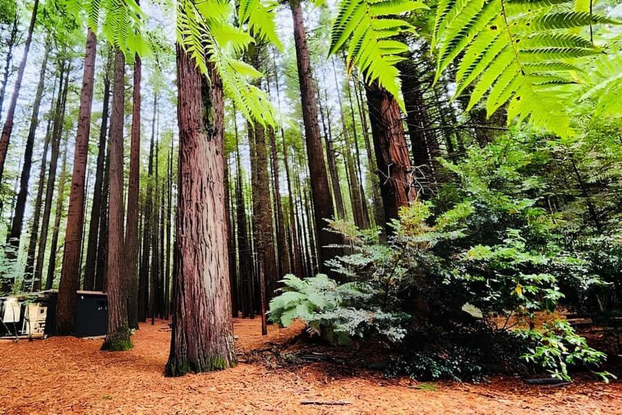 Rotorua & Taupo DayTour Waiotapu & Huka Falls from Auckland - Price and Logistics: Is $448 a Fair Value for a 12-Hour Day?