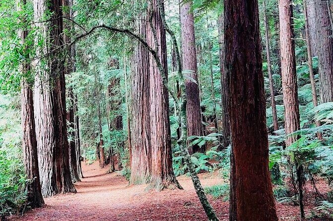 Rotorua & Taupo DayTour with Waiotapu & Huka Falls from Auckland - Whakarewarewa Redwoods/Forest Time: Great Views, But It’s Brief