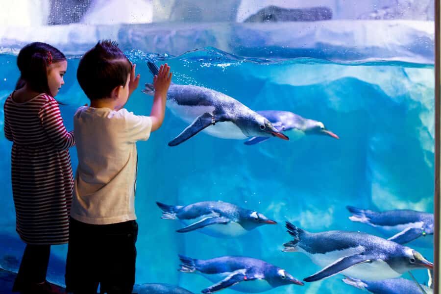 Sea Life Kelly Tarlton's Aquarium General Admission - Why Kelly Tarlton’s Aquarium feels different from a typical aquarium