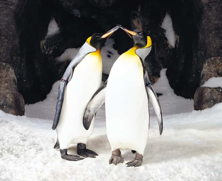Sea Life Kelly Tarlton's Aquarium General Admission - Penguin Ice Adventure: king penguins and gentoos in a polar-style walk-through