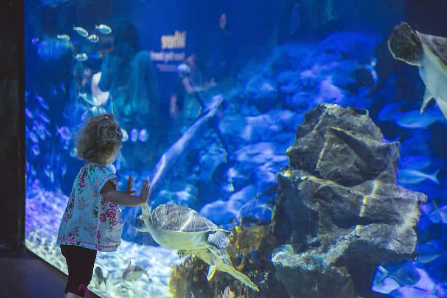 Sea Life Kelly Tarlton's Aquarium General Admission - Sub-antarctic colony scale: why the penguin exhibit size changes the experience