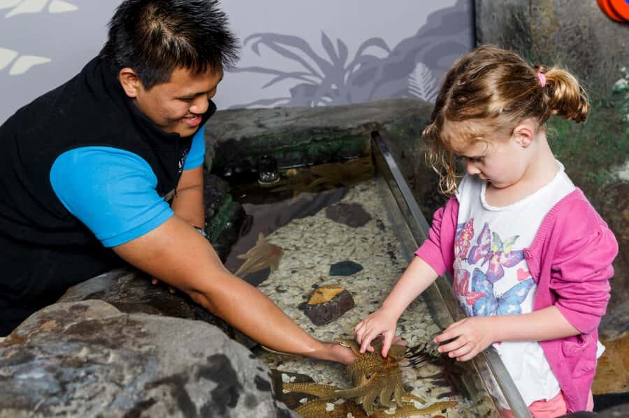 Sea Life Kelly Tarlton's Aquarium General Admission - Rockpool touch time and the turtle rehabilitation program