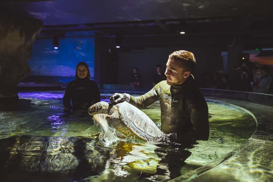 Sea Life Kelly Tarlton's Aquarium General Admission - Shark Tunnel: sand tiger sharks, giant stingrays, and the joy of spotting patterns