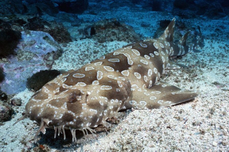 Sea Life Kelly Tarlton's Aquarium General Admission - Seahorse Kingdom: spiny sea dragons (the rare reason to come)