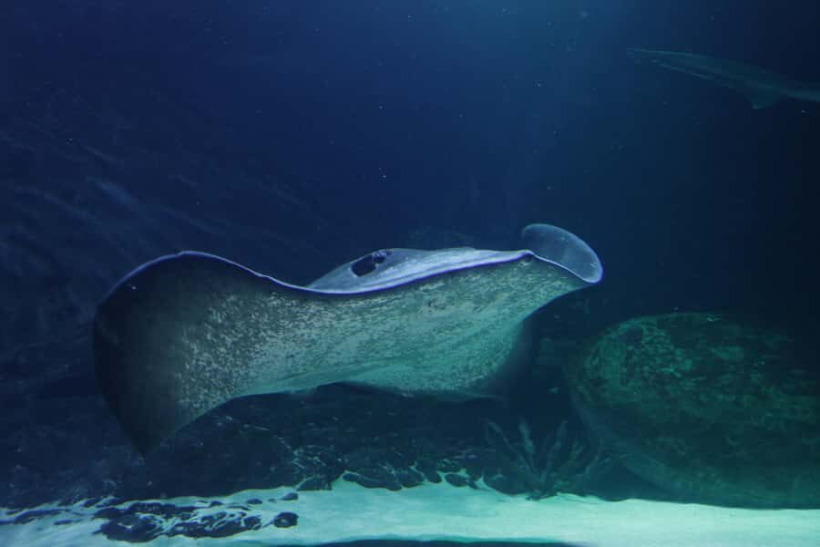 Sea Life Kelly Tarlton's Aquarium General Admission - How the daily animal talks change a self-guided visit