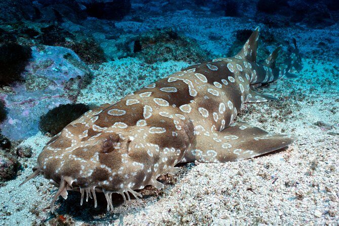 SEA LIFE Kelly Tarlton's General Admission - Price and Ticket Basics for $24.20 General Admission