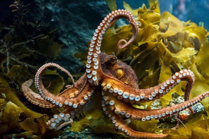 SEA LIFE Kelly Tarlton's General Admission - Stingrays, Jellyfish, and the Spiny Sea Dragons Moment