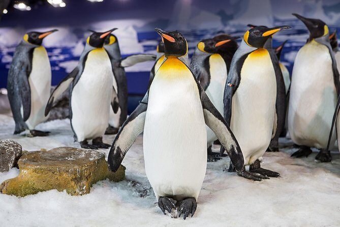SEA LIFE Kelly Tarlton's General Admission - Hours and Days: Last Entry at 4:00 pm Matters