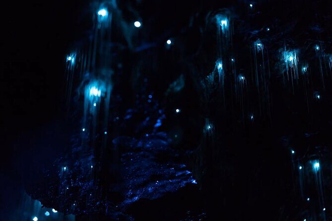 See Auckland's Secret Glow Worms - Key things to know before you go