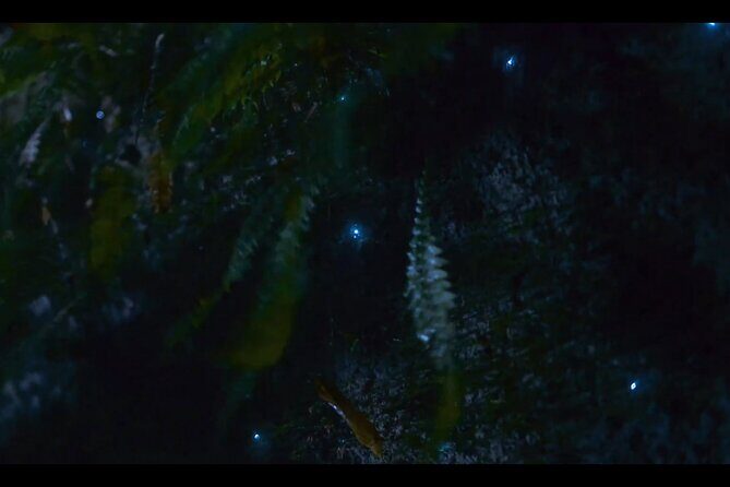 See Auckland's Secret Glow Worms - Guide Spotlight: Kate and Liz Make the Night Feel Understandable