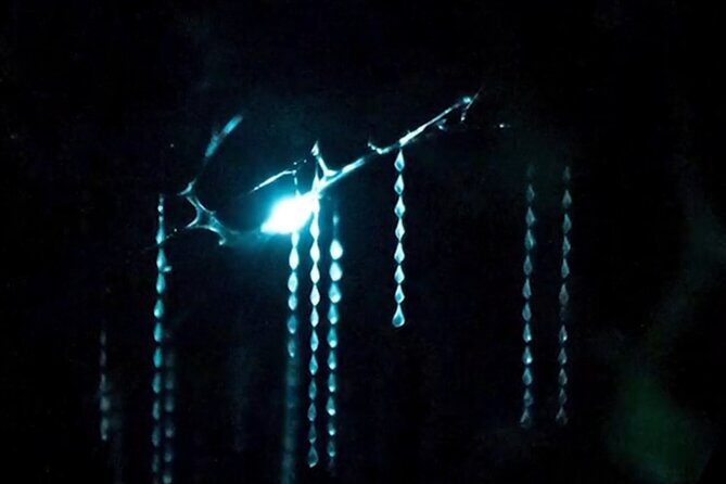 See Auckland's Secret Glow Worms - The sunset schedule: when pickup changes and why it matters