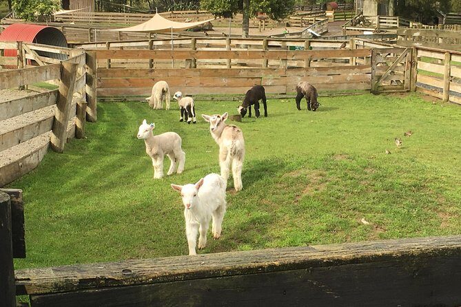 Sheep Shearing and Auckland City Highlights Tour with Lunch - Little Shoal Bay Reserve and the Auckland Domain: quick nature breaks