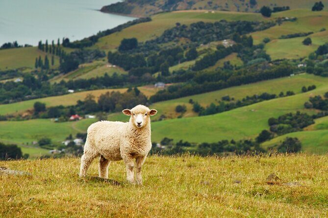 Sheep Shearing and Auckland City Highlights Tour with Lunch - Mount Eden: the short walk that gives you big-city scale