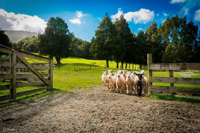 Sheep Shearing and Auckland City Highlights Tour with Lunch - Morning setup in Auckland CBD: pickup, timing, and comfort