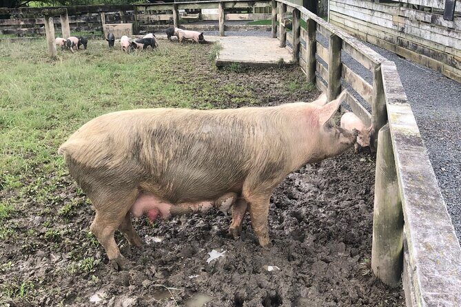 Sheep World Country Tour from Auckland - Trading city time for sheep shearing and Warkworth honey