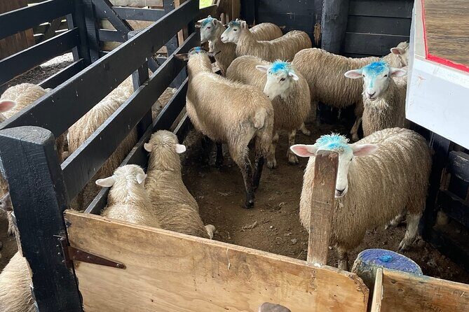 Sheep World Country Tour from Auckland - Sheepworld Farm Park: shearing, sheep dogs, feeding time, and the bigger mission