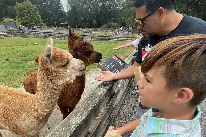 Sheep World Country Tour from Auckland - Honey Centre Warkworth: live bees, manuka tasting, and a quick sales moment