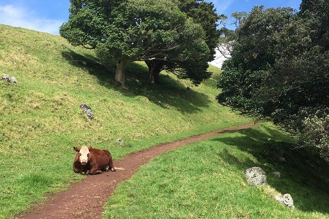 Shore Excursion: Half-Day Auckland Volcanoes Tour - Stop 1: Achilles Point for Hauraki Gulf views and early settlement stories