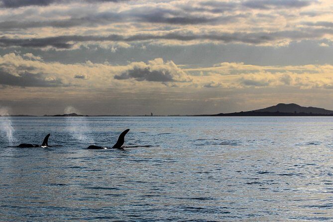 Sunset kayak tour to Rangitoto Island - The workout plan: paddle out, climb up, then paddle home in darkness