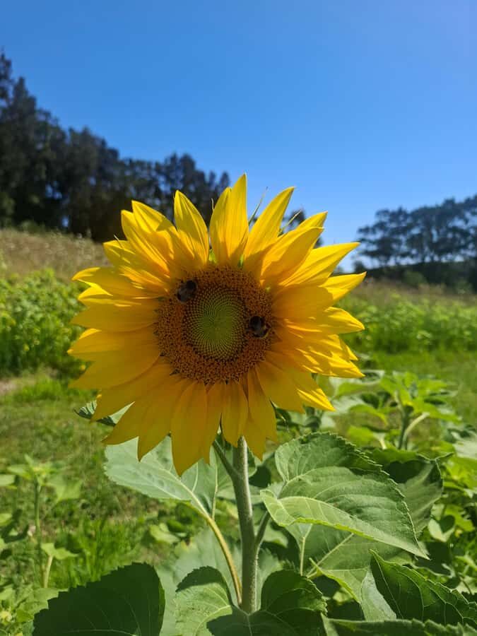 The Boutique Experience: Waiheke Island Best Cellar Tour - Three boutique vineyards and 10–15 wines: what you’ll actually experience