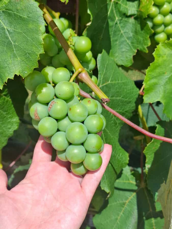 The Boutique Experience: Waiheke Island Best Cellar Tour - Guides make the day: the Cami, Heidi, and Nydia effect