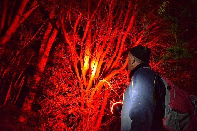 Twilight Wild Kiwi Bird Encounter Private Tour - Tawharanui Regional Park after dark: where kiwi spotting becomes real