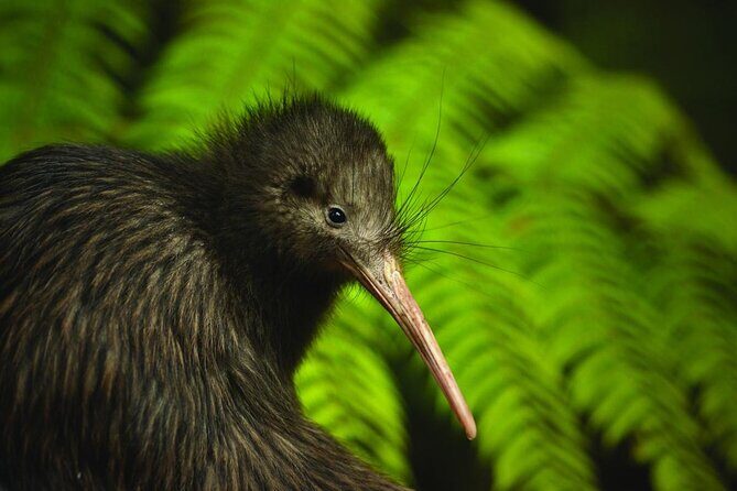 Twilight Wild Kiwi Bird Encounter Private Tour - Red-lensed torches and “small comfort” breaks that help you stay focused