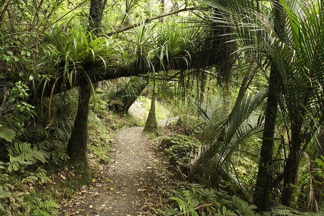 Ultimate Auckland Experience Full Day Tour with Brewery Lunch - Achilles Point and Auckland Domain: two classic stops with different vibes