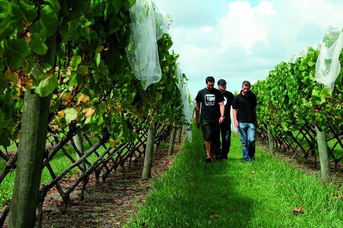 Vineyards Honey and Black Sand Beaches from Auckland - Who This Tour Fits Best (and Who Should Skip It)