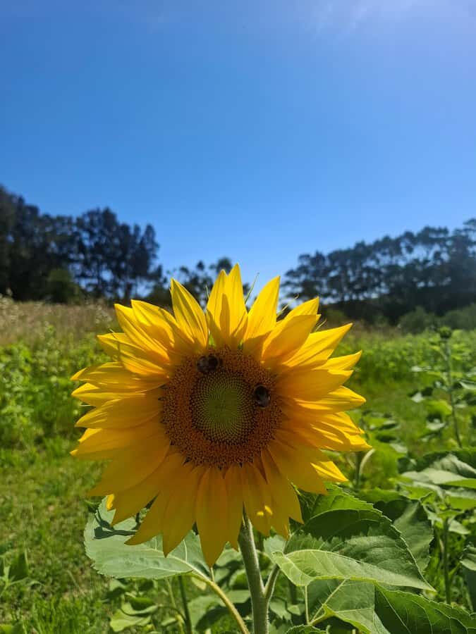 Waiheke Island: Sip and Savor 3 Vineyards Tour with Lunch - First taste: what the Sip and Savor format actually feels like