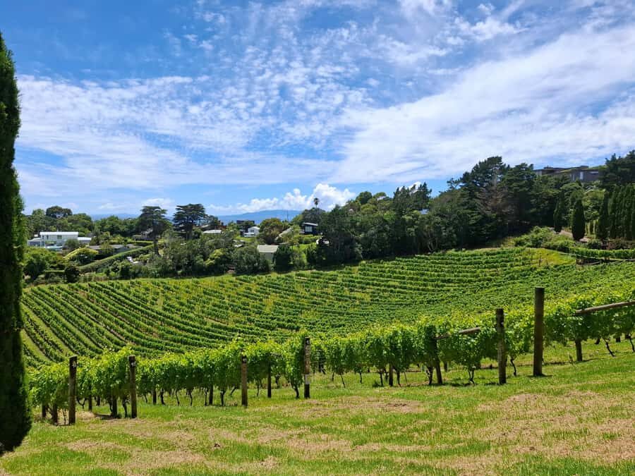 Waiheke Island: Sip and Savor 3 Vineyards Tour with Lunch - Transport and group size: why the van ride is part of the value
