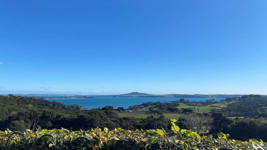 Waiheke Island: The Essence of Waiheke Wine Tour - Getting There Fast: Matiatia Wharf and the 10:00 Ferry Plan