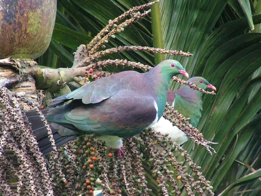 Waitakere Ranges Wilderness Experience Tour from Auckland - Should you book the Waitakere Ranges Wilderness Experience from Auckland?