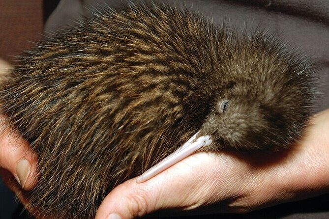 Waitomo Glow Worm Caves & Te Puia - Rotorua's Geothermal Valley - Who this day trip suits best