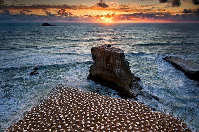 West Coast Discovery - Piha Beach or Muriwai Beach from Auckland - West Coast Discovery: What You’re Really Buying for $123.49