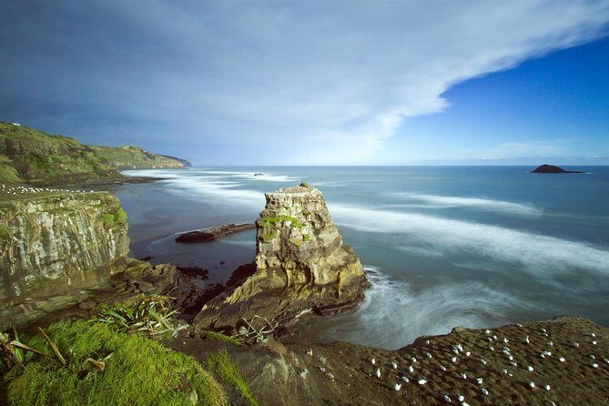 West Coast Discovery - Piha Beach or Muriwai Beach from Auckland - Waitakere Ranges Rainforest and Flora/Fauna Talks You’ll Actually Use